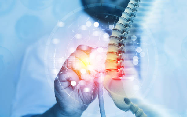 orthopedic 1 Stethoscope held to a spine model with a digital orthopedic overlay